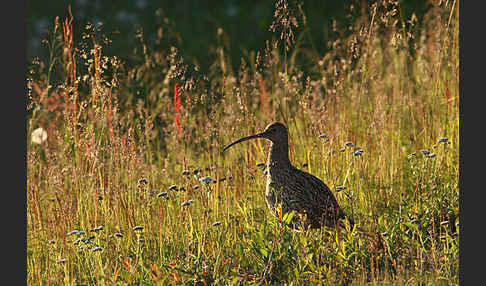 Großer Brachvogel (Numenius arquata)