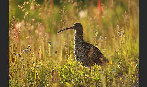 Großer Brachvogel (Numenius arquata)