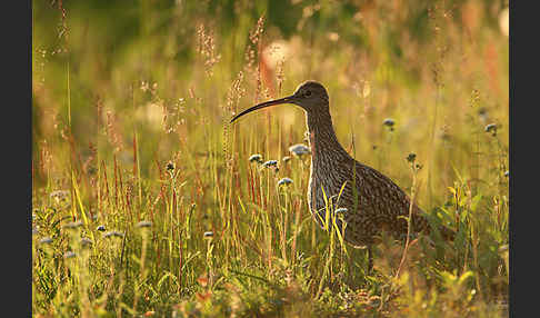 Großer Brachvogel (Numenius arquata)