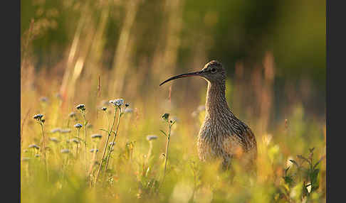 Großer Brachvogel (Numenius arquata)