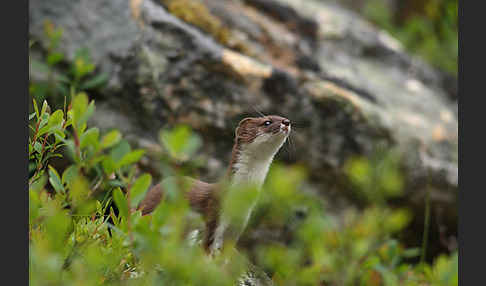 Mauswiesel (Mustela nivalis)