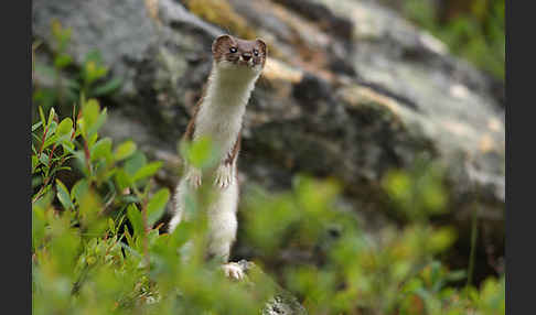 Mauswiesel (Mustela nivalis)