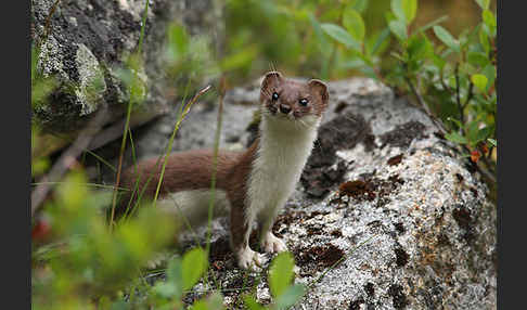 Mauswiesel (Mustela nivalis)