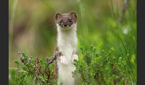 Mauswiesel (Mustela nivalis)