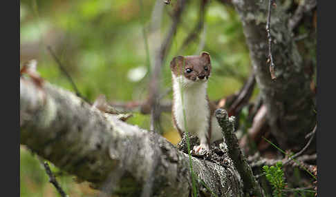 Mauswiesel (Mustela nivalis)