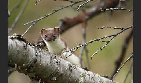 Mauswiesel (Mustela nivalis)