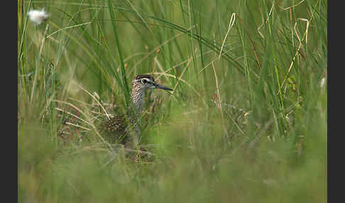 Bruchwasserläufer (Tringa glareola)