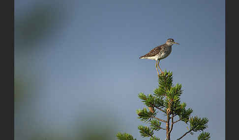 Bruchwasserläufer (Tringa glareola)