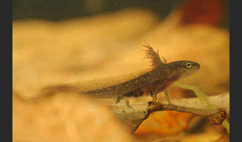 Fadenmolch (Lissotriton helveticus)