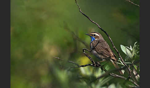 Rotsterniges Blaukehlchen (Luscinia svecica svecica)