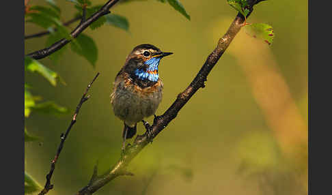 Rotsterniges Blaukehlchen (Luscinia svecica svecica)