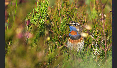 Rotsterniges Blaukehlchen (Luscinia svecica svecica)