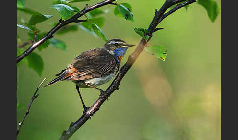 Rotsterniges Blaukehlchen (Luscinia svecica svecica)