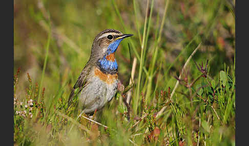 Rotsterniges Blaukehlchen (Luscinia svecica svecica)