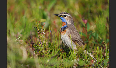 Rotsterniges Blaukehlchen (Luscinia svecica svecica)