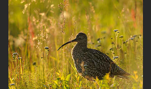 Großer Brachvogel (Numenius arquata)