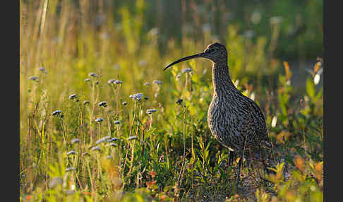 Großer Brachvogel (Numenius arquata)