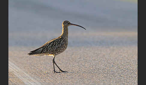 Großer Brachvogel (Numenius arquata)