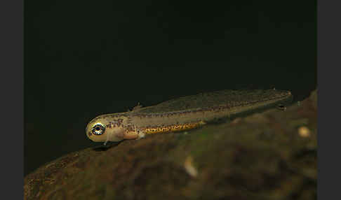 Fadenmolch (Lissotriton helveticus)