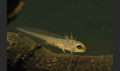 Fadenmolch (Lissotriton helveticus)