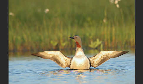 Sterntaucher (Gavia stellata)