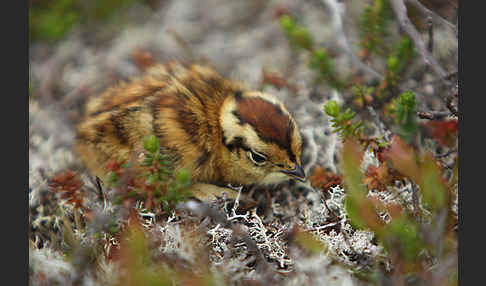 Alpenschneehuhn (Lagopus mutus)