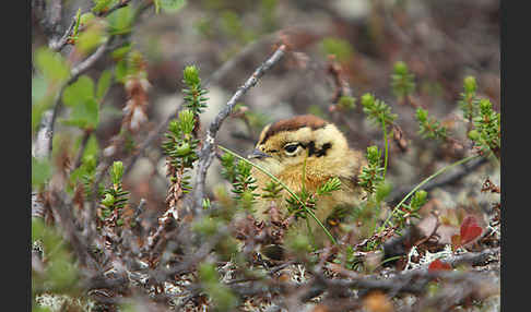 Alpenschneehuhn (Lagopus mutus)