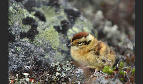 Alpenschneehuhn (Lagopus mutus)