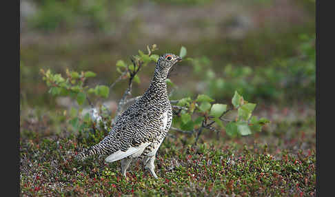 Alpenschneehuhn (Lagopus mutus)