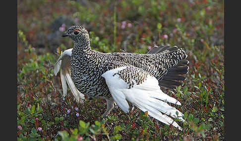 Alpenschneehuhn (Lagopus mutus)