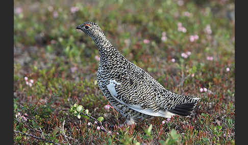 Alpenschneehuhn (Lagopus mutus)