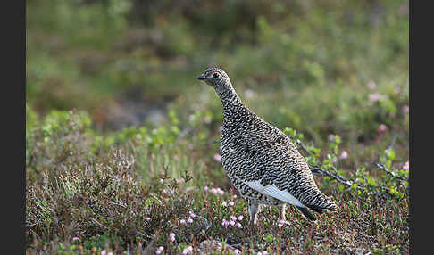 Alpenschneehuhn (Lagopus mutus)