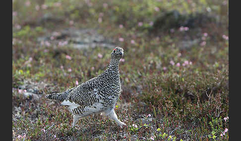 Alpenschneehuhn (Lagopus mutus)