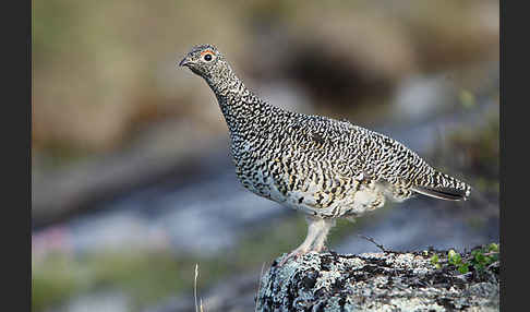 Alpenschneehuhn (Lagopus mutus)