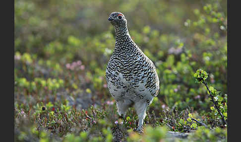 Alpenschneehuhn (Lagopus mutus)