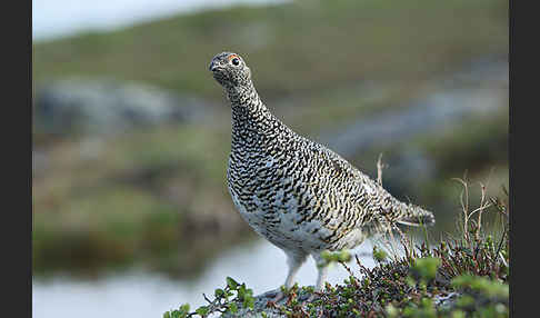 Alpenschneehuhn (Lagopus mutus)