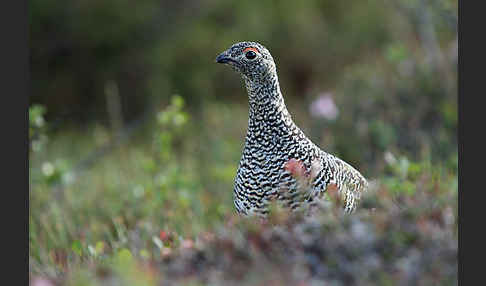 Alpenschneehuhn (Lagopus mutus)