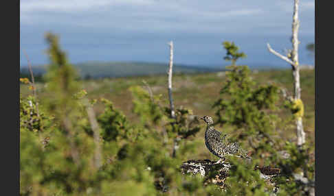 Alpenschneehuhn (Lagopus mutus)