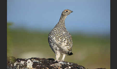 Alpenschneehuhn (Lagopus mutus)