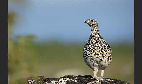 Alpenschneehuhn (Lagopus mutus)