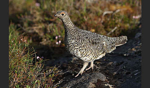 Alpenschneehuhn (Lagopus mutus)