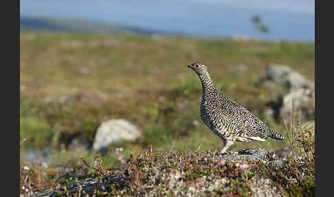 Alpenschneehuhn (Lagopus mutus)