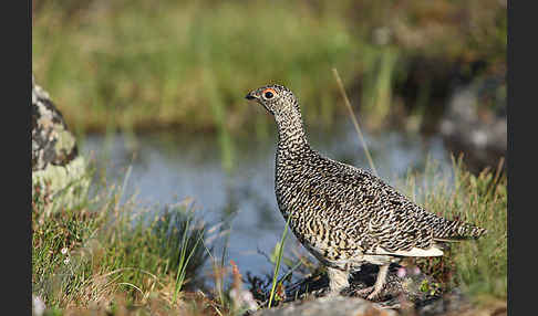 Alpenschneehuhn (Lagopus mutus)