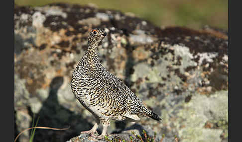 Alpenschneehuhn (Lagopus mutus)