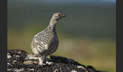 Alpenschneehuhn (Lagopus mutus)