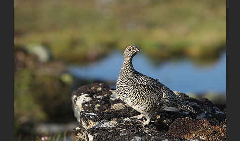 Alpenschneehuhn (Lagopus mutus)