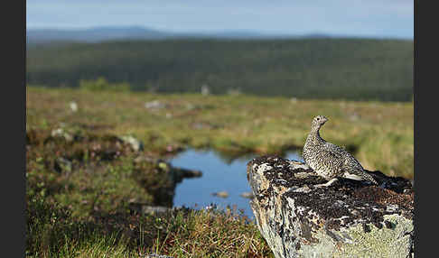 Alpenschneehuhn (Lagopus mutus)