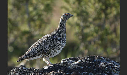 Alpenschneehuhn (Lagopus mutus)