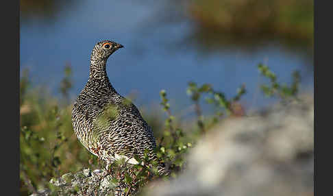 Alpenschneehuhn (Lagopus mutus)