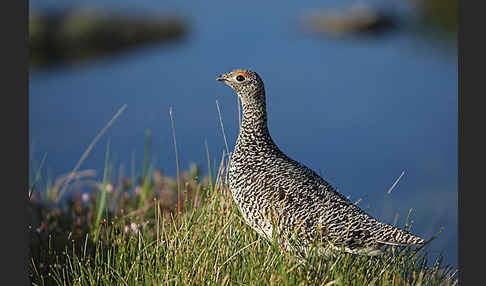 Alpenschneehuhn (Lagopus mutus)